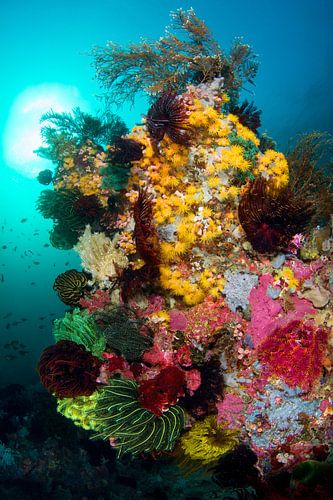 Explosion de couleurs sur le récif
