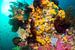 Explosion de couleurs sur le récif sur Filip Staes