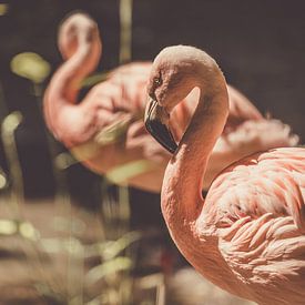 Flamingos von Corinne Jansen-Vulders