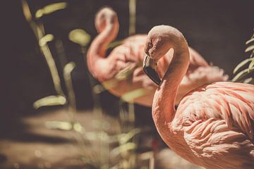 Flamingo's van Corinne Jansen-Vulders