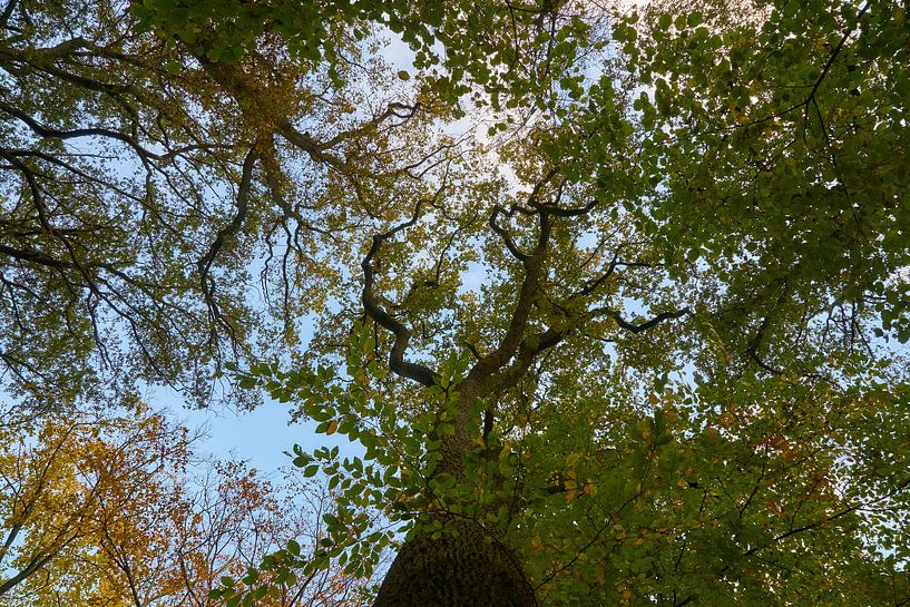 Tree tops in autumn by Ad Jekel