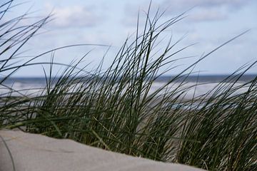 Ammophile sur une dune de plage néerlandaise sur Peter van Weel