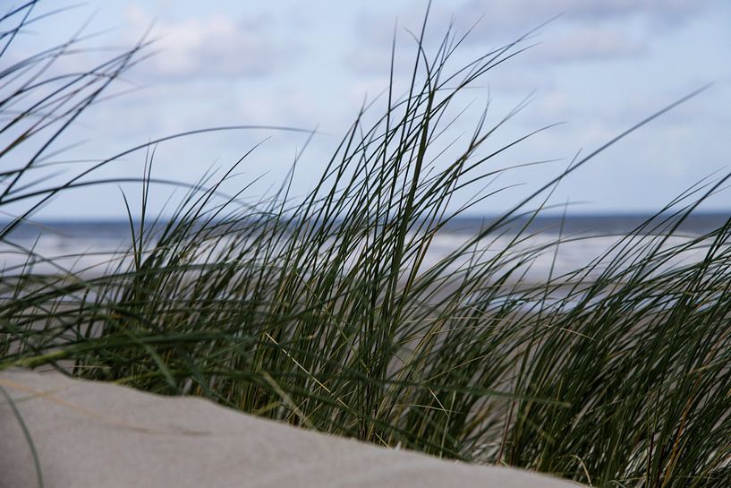 Marram grass on Dutch beach dune by Peter van Weel