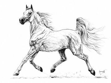 Arabische volbloed hengst, Shabri, dravend paard van Annemarie ten Hacken