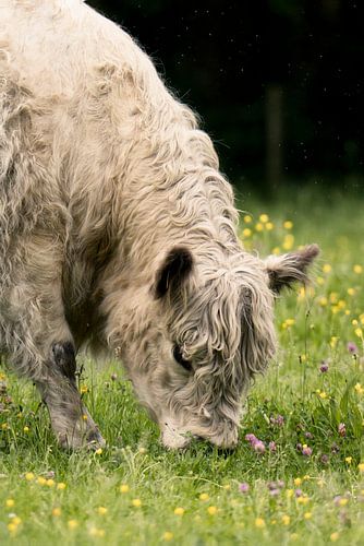 Blonde Schotse Gallowway koe