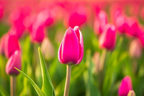 Tulpen op in het veld in het voorjaar