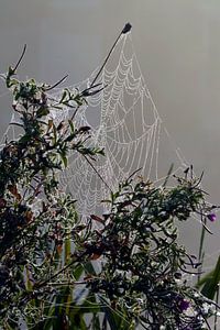 Pflanzen im Morgennebel mit Tau auf Spinnennetz