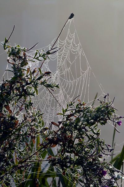 Pflanzen im Morgennebel mit Tau auf Spinnennetz von Trinet Uzun