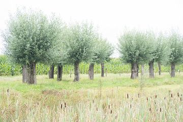 Hollands landschap met Wilgenbomen, mais en Grote Lisdodde
