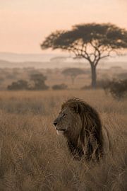 Lion in the Golden Savannah – Fine-Art Wildlife Photography