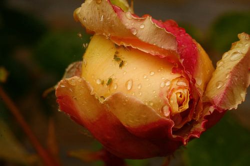Beregende rozenknop met bladluizen van Nella van Zalk
