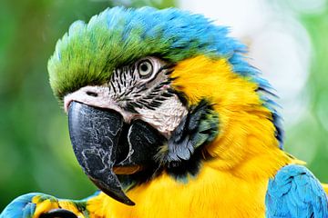 Parrot looking at you close-up 3 by Martin de Bouter
