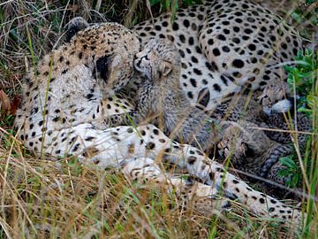 Cheetah met baby van Peter Michel