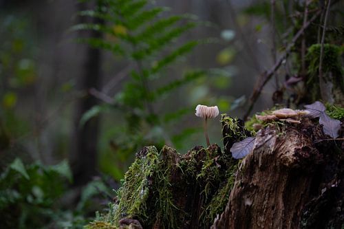 Silence dans la forêt - Champignon sur souche moussue