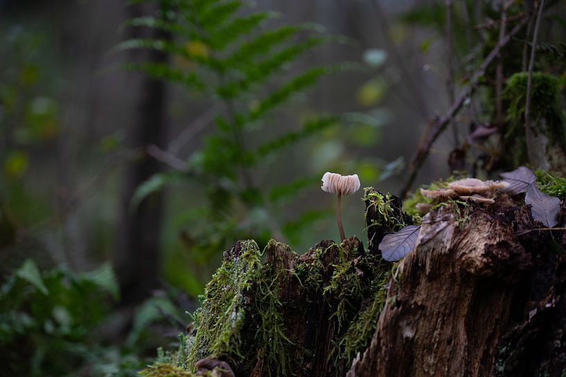 Silence dans la forêt - Champignon sur souche moussue par Theo Bauhuis