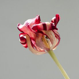 Old tulip van Je Lo