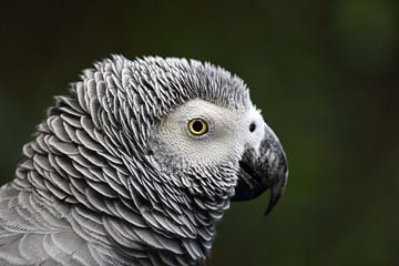 Grey parrot (Psittacus erithacus) by Dirk Rüter