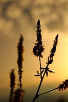 Beestje in de avondzon