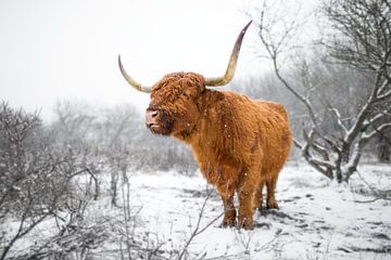Highlander écossais dans la neige (en partie noir et blanc)