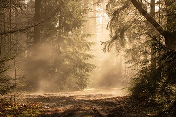 Lumière magique dans la forêt