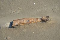 Aangespoeld hout
