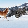 Pferd im Schnee in Österreich von Janny Beimers