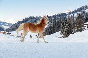 Paard in de sneeuw in Oostenrijk van Janny Beimers
