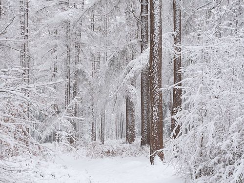 Sneew bedekt de bomen in het bos in Noord-Brabant, Nederland