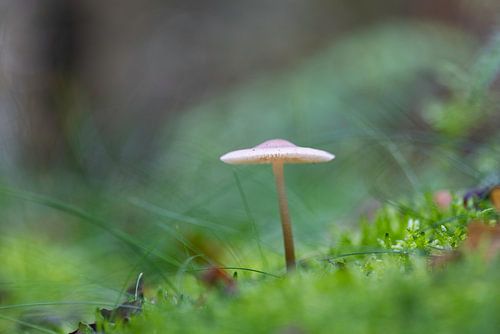 Pilz dunstig und verträumt im Wald 2