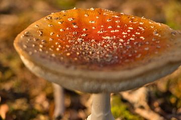 Rode paddenstoel in de herfst 3 detail van Erika van Elst
