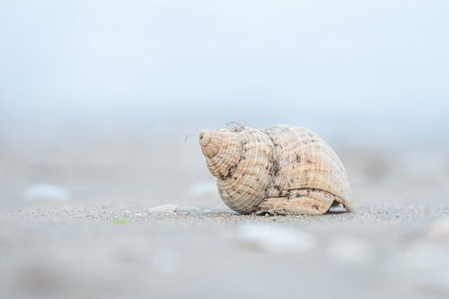 schelp op het strand in zachte kleuren