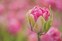 Eine rosafarbene Tulpe im Frühling hervorgehoben