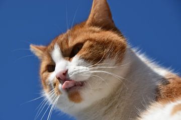 Cat sticking out tongue by Patricia van den Bos