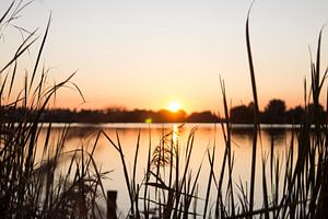 Coucher de soleil entre les roseaux