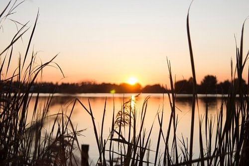 Sunset between the reeds