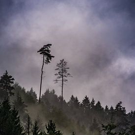 Bosrijke berg in de regen van Arnold de Gans