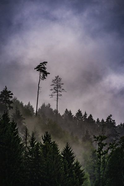 Rain above a forest by Arnold de Gans