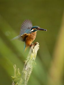 Fresh fish for the kingfisher