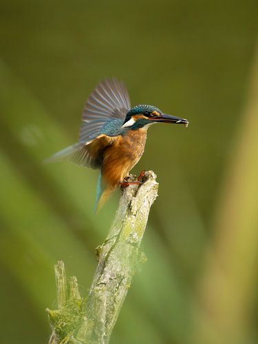 Fresh fish for the kingfisher by Tim van der Bruggen