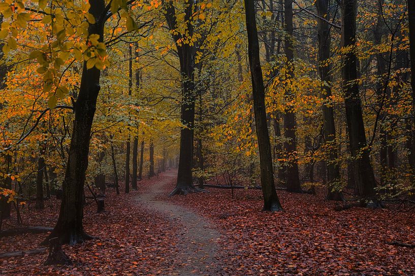 Forest path in autumn by peterheinspictures