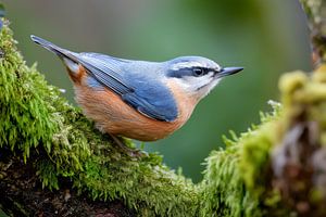 Kleiber (Sitta europaea)