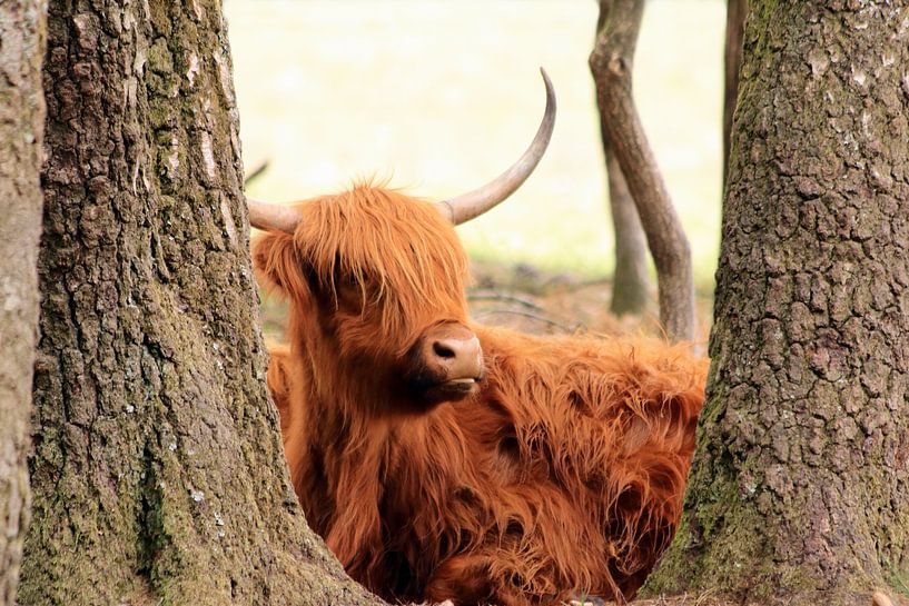 Scottish highlander among the trees by Bobsphotography