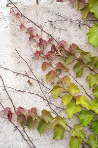 Weinrebe, die an einer verwitterten Mauer emporwächst.