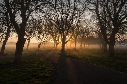Magische zonnestralen tussen walnotenbomen Notenlaan Mariënwaerdt