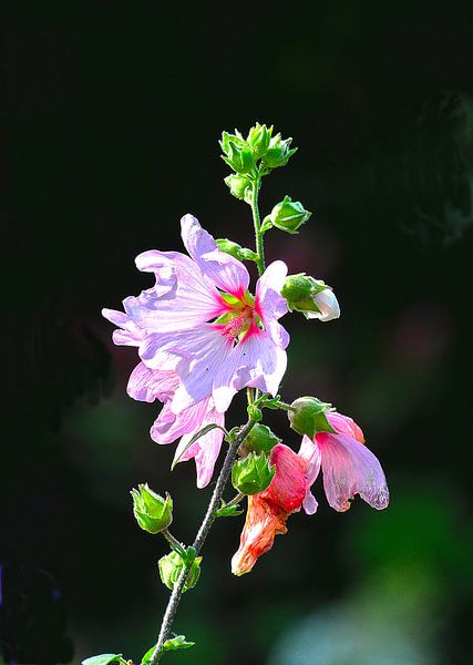 Lavatera in various stages of flowering by Kees Martijn Nix
