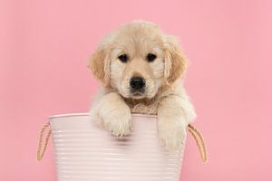 Golden Retriever-Welpe in einem Korb vor einem rosa Hintergrund