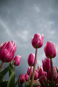Tulip storm on the way by Joyce den Hollander