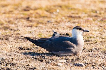 Chasseur sur Merijn Loch