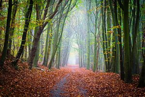 Roter Laubteppich