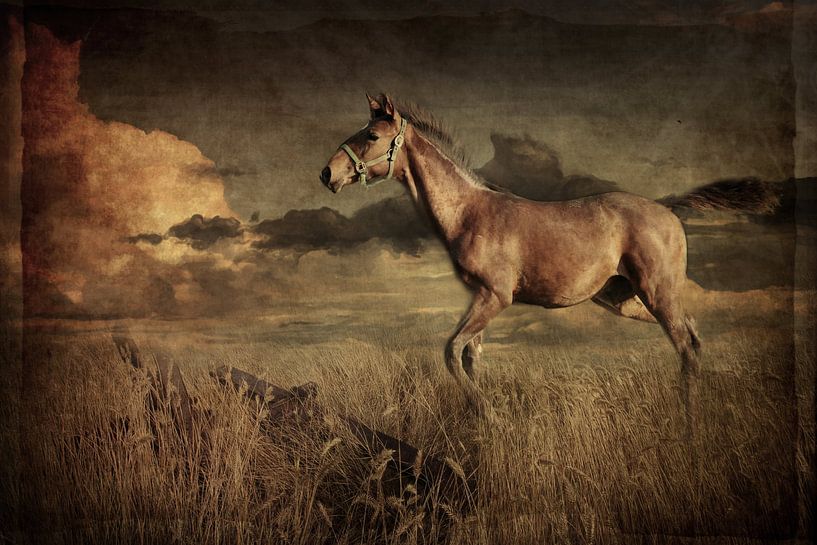 Pferd 1 par Heike Hultsch